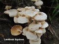 Lentinus tigrinus-amf1150-1